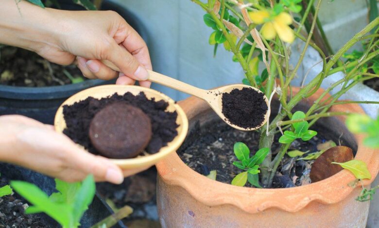 Dê uma nova vida as plantas com Borra de Café: Guia completo de Adubo Sustentável 1 planta com borra de cafe