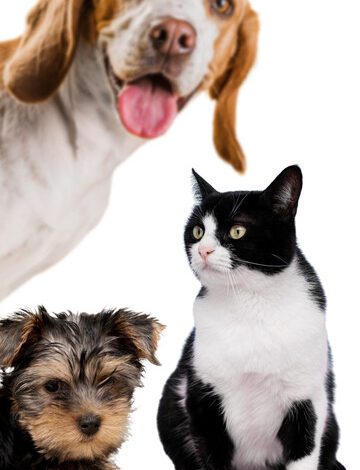 Como tratar o excesso de gases em cães e gatos 1 Excesso de gases em cães