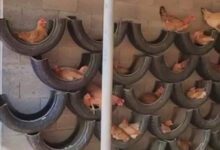 Galinheiro com pneus