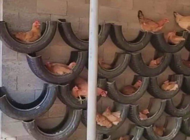 Galinheiro Sustentável: Como criar um espaço para suas Galinhas usando Pneus usado 1 Galinheiro com pneus