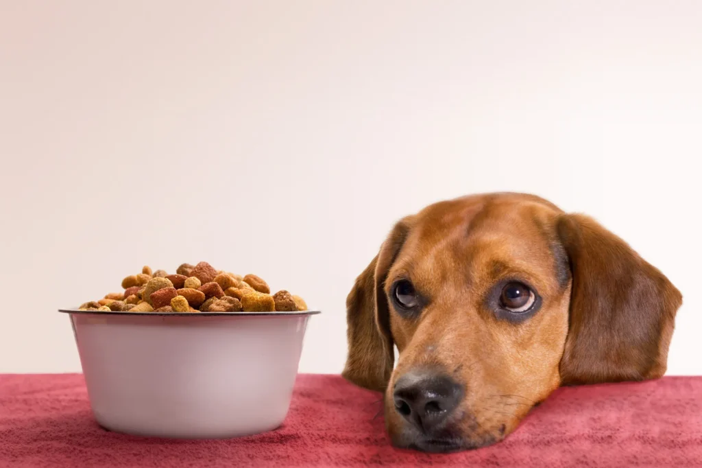 Como tratar o excesso de gases em cães e gatos 2 Flatulência em animais